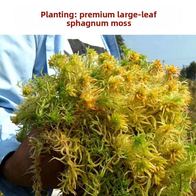 Preserved Moss Sheet - Sphagnum mechowy suszony klasy A, naturalna