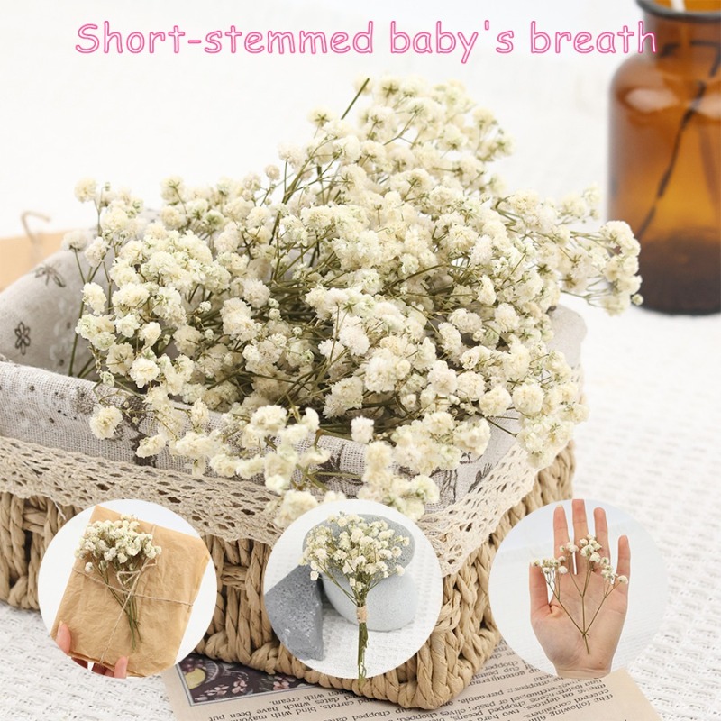 Florist Supply Vases - 50 sztuk naturalnych suszonych kwiatów gipsówki,