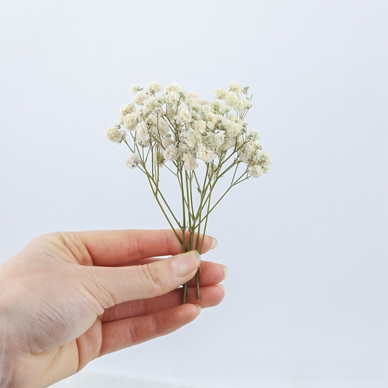 50 sztuk naturalnych suszonych – Florist Supply Vases recenzja i cena